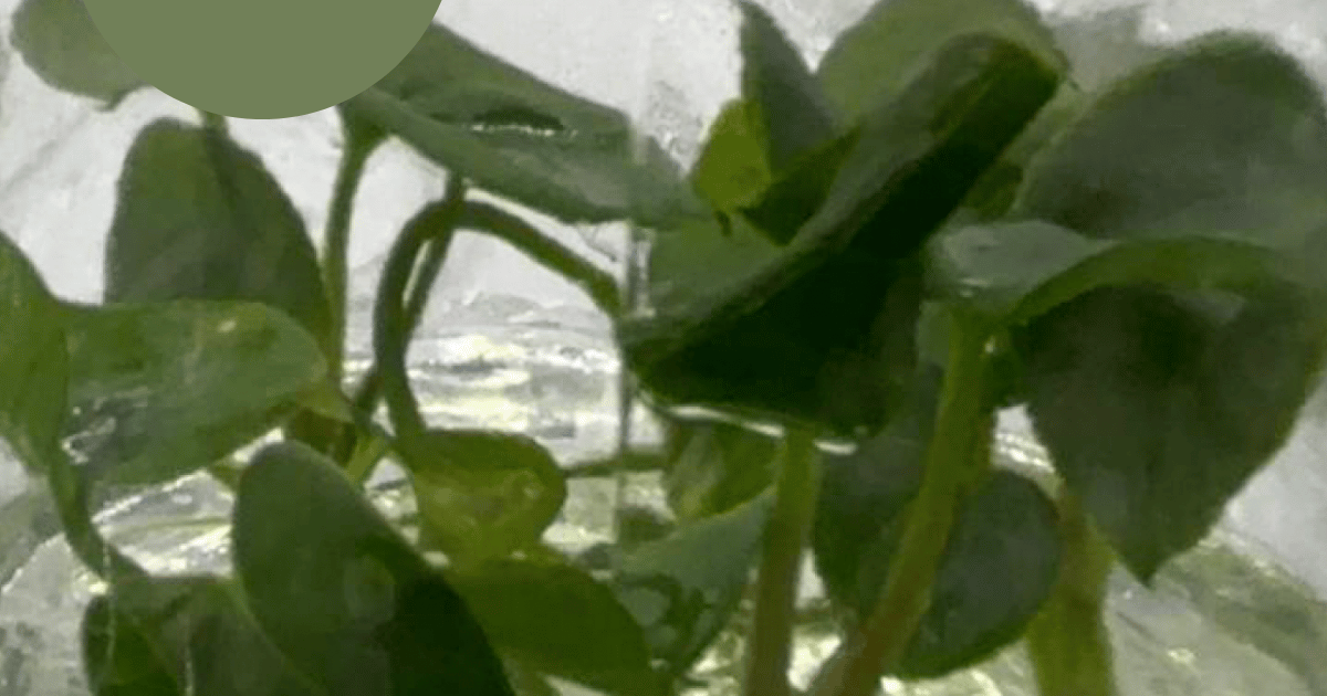 Anthurium Black Magic (TC Plantlet) - Preorder | Plants