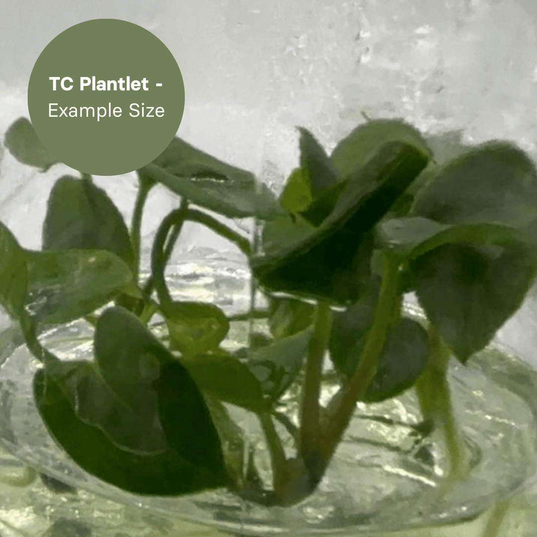 Anthurium Black Magic (TC Plantlet) - Preorder Plants GrowTropicals