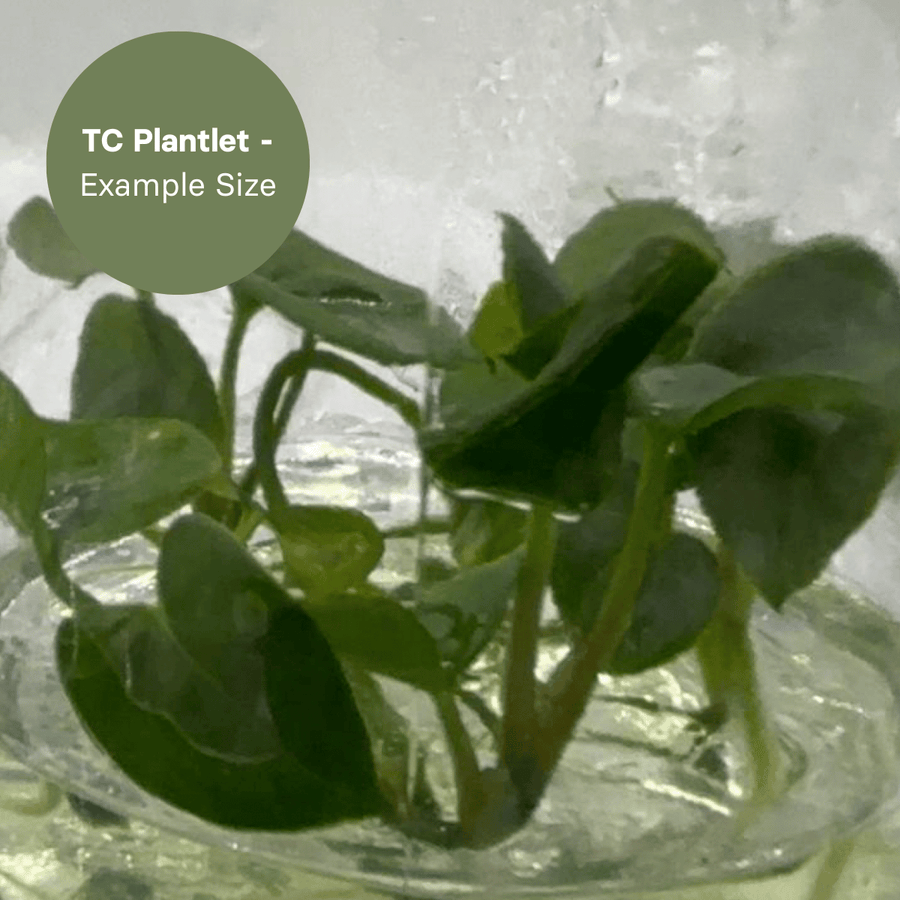 Anthurium Black Magic (TC Plantlet) - Preorder Plants GrowTropicals