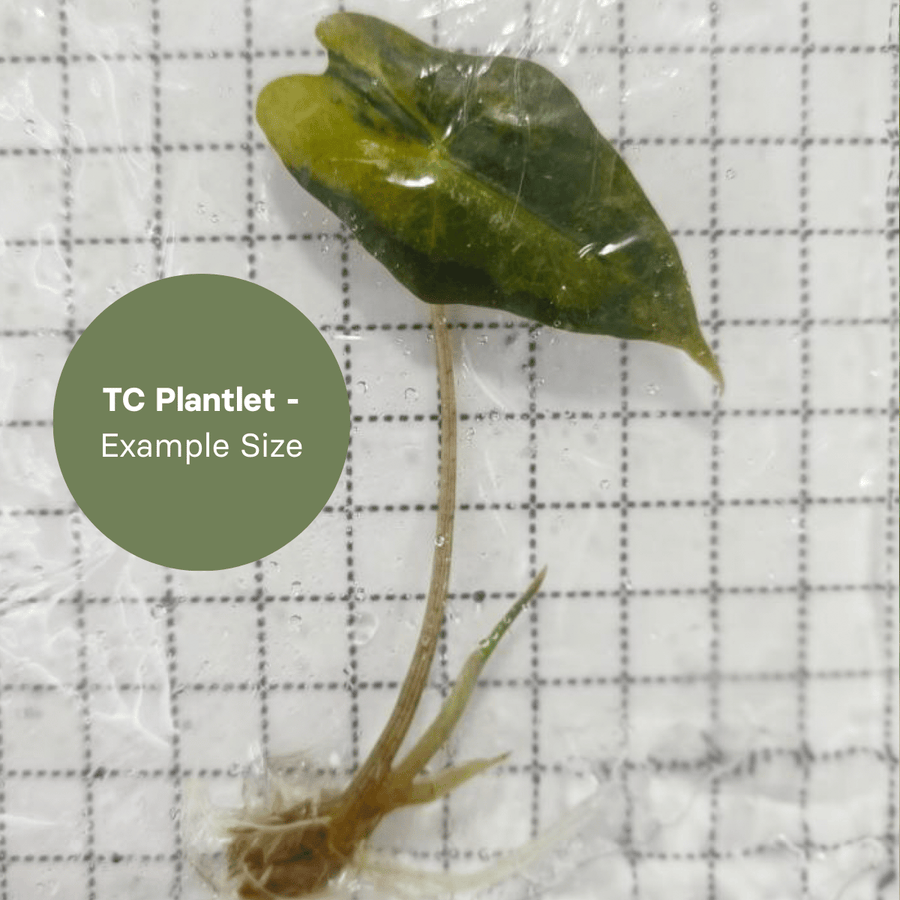 Alocasia Nobilis Aurea (TC Plantlet) - Preorder Plants GrowTropicals