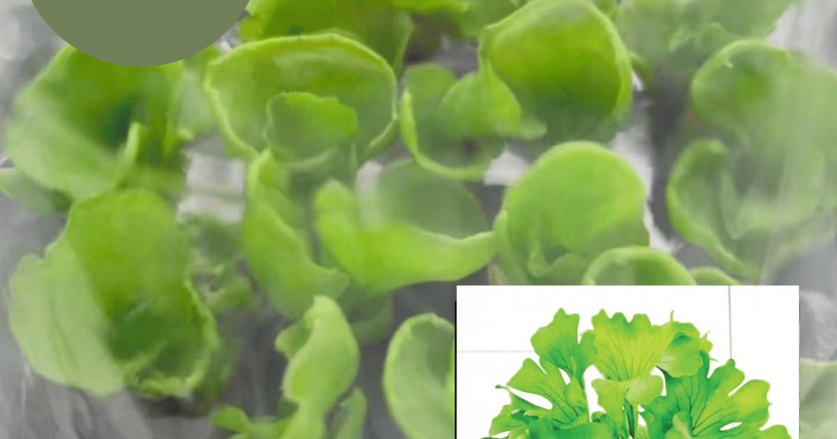Platycerium Ridyleyi var. Round Swirl (TC Plantlet) - Preorder