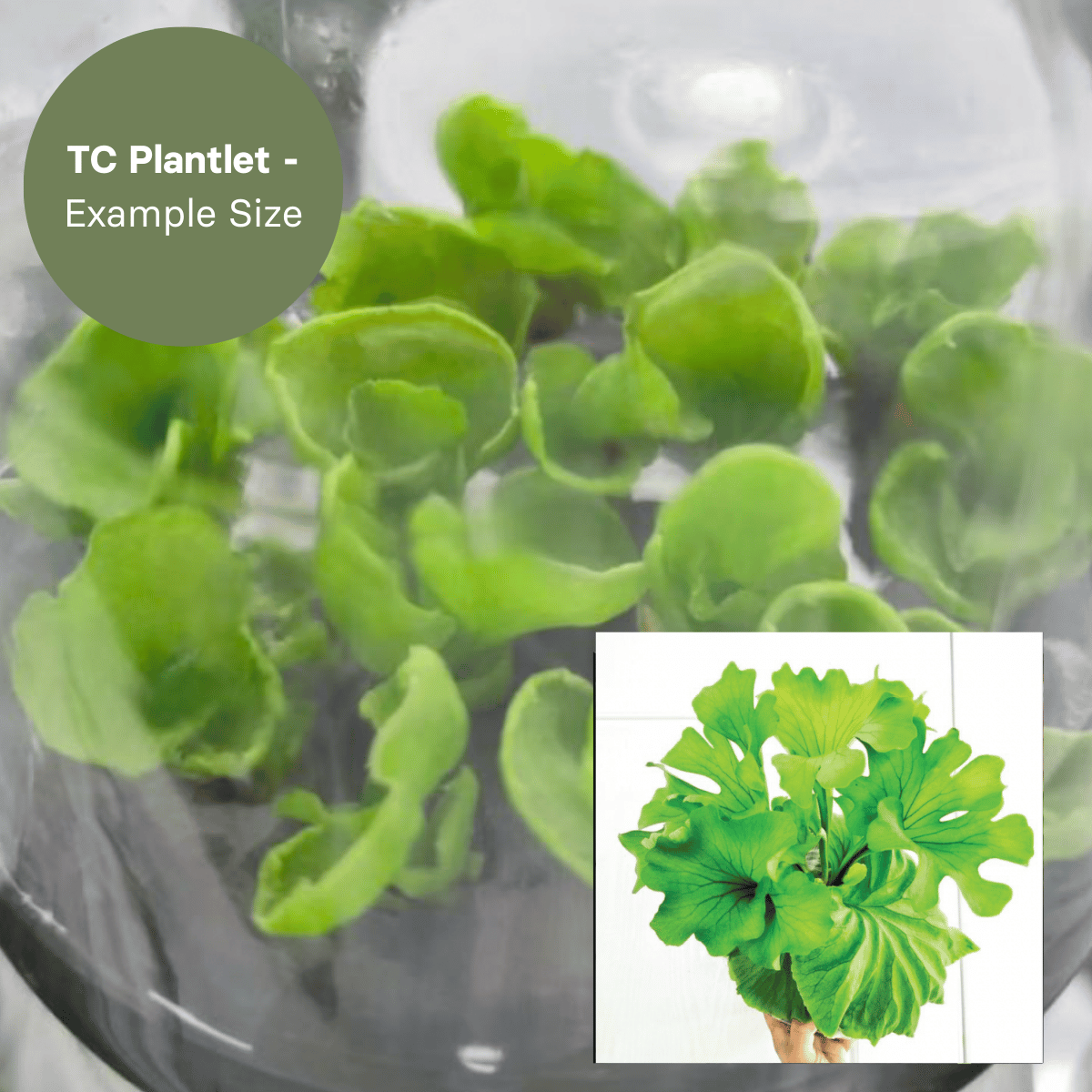 P. Ridleyi Nano(TC) 【30】 Platycerium Ridyleyi var. Round Swirl (TC Preorder Plantlet)