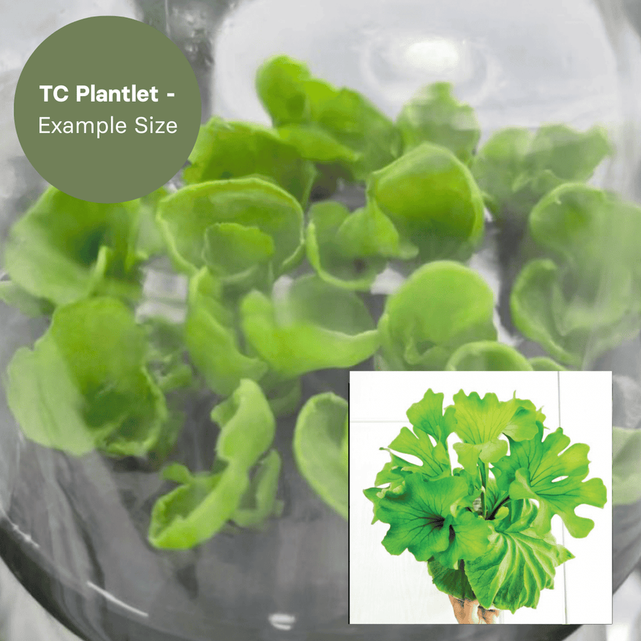 Platycerium Ridyleyi var. Round Swirl (TC Plantlet) - Preorder Plants GrowTropicals