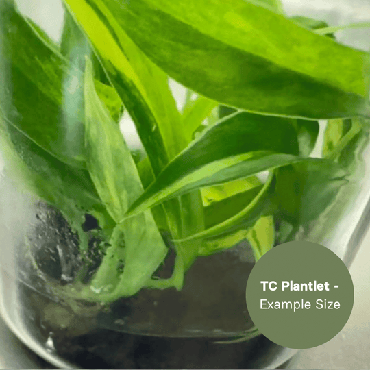 Philodendron Narrow Variegated (TC Plantlet) - Preorder Plants GrowTropicals