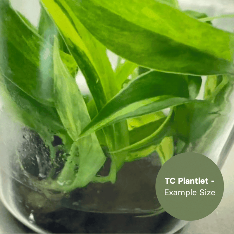 Philodendron Narrow Variegated (TC Plantlet) - Preorder Plants GrowTropicals