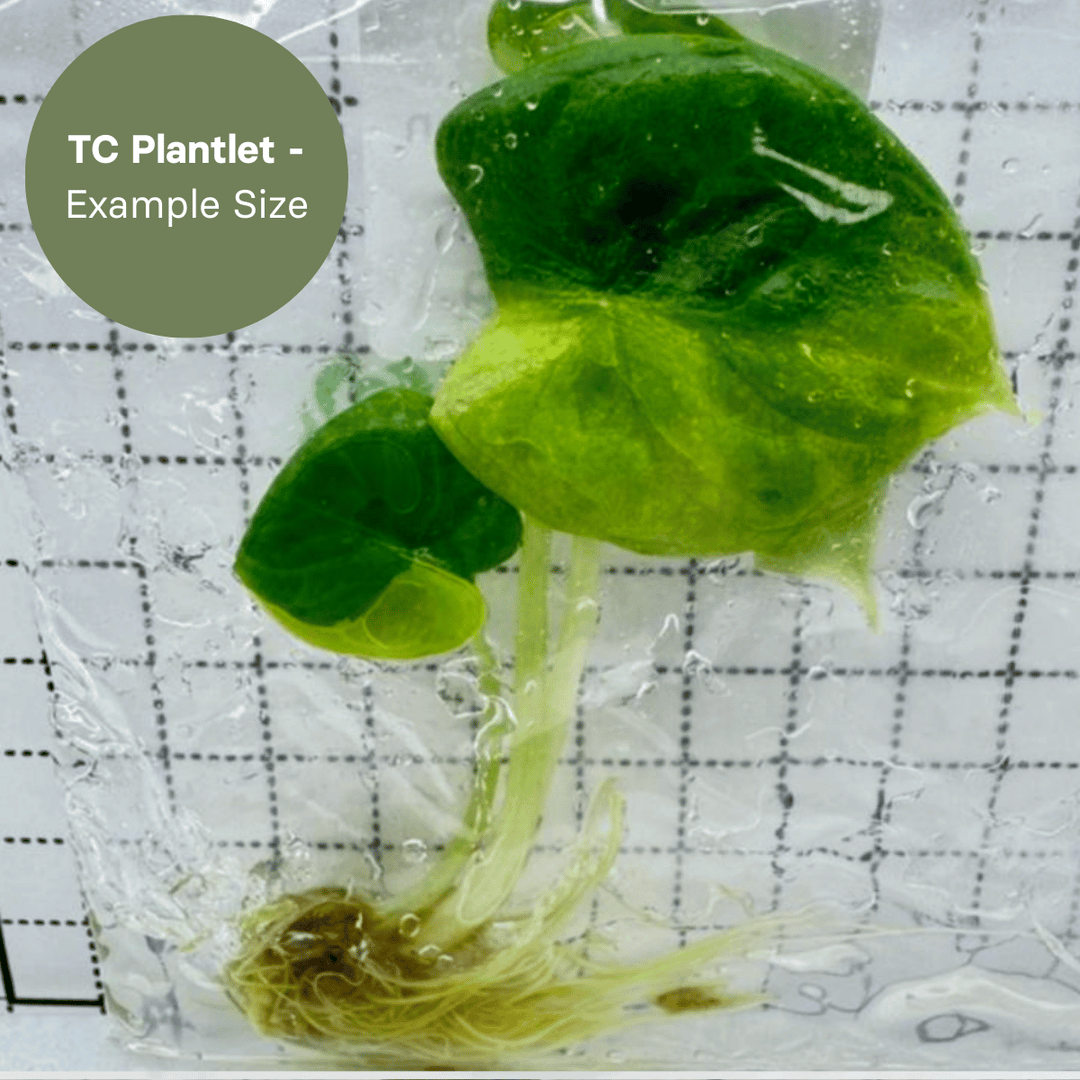 Alocasia Silver Dragon Aurea (TC Plantlet) - Preorder