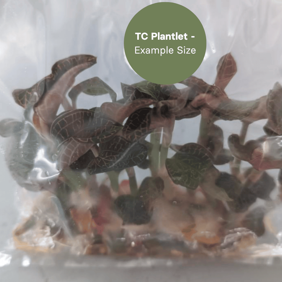 Anoectochillus roxburghii 'White Heart' (TC Plantlet) - Preorder Plants GrowTropicals