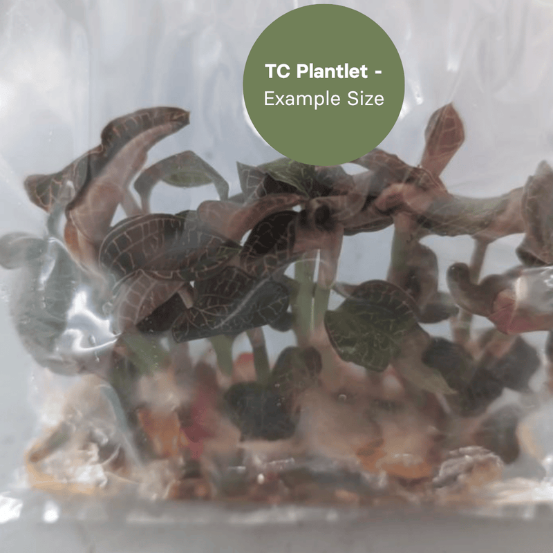 Anoectochillus roxburghii 'White Heart' (TC Plantlet) - Preorder Plants GrowTropicals