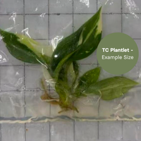 Philodendron Gloriosum No.2 (TC Plantlet) - Preorder