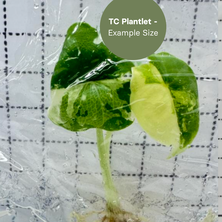 Alocasia Melo Albo (TC Plantlet) - Preorder Plants GrowTropicals