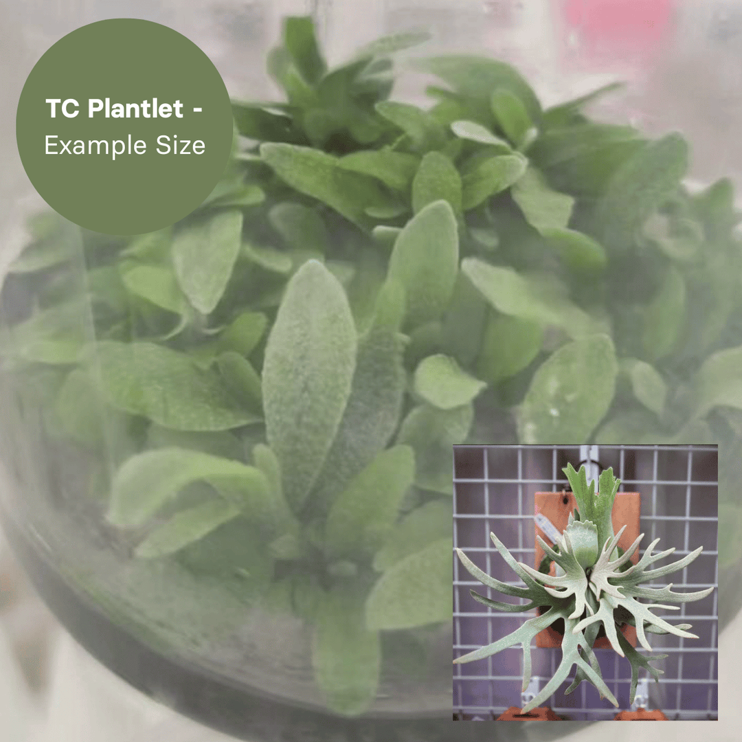 Platycerium Jade Girl (TC Plantlet) - Preorder Plants GrowTropicals