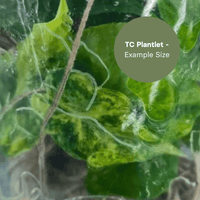 Alocasia Nairobi Night Yellow/White (TC Plantlet) - Preorder