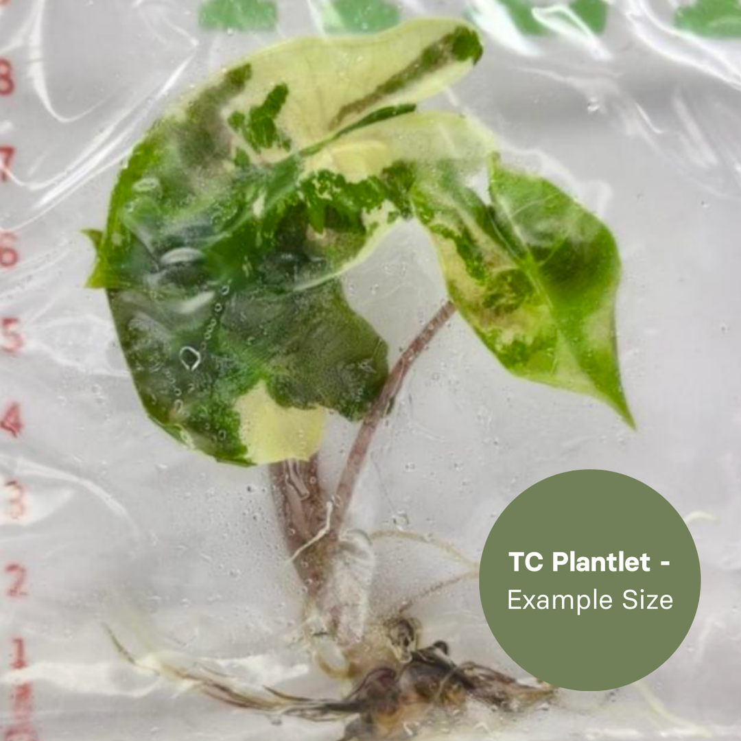 Alocasia Pseudosanderiana variegated (TC Plantlet) - Preorder Plants GrowTropicals