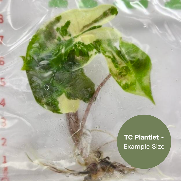 Alocasia Pseudosanderiana variegated (TC Plantlet) - Preorder Plants GrowTropicals