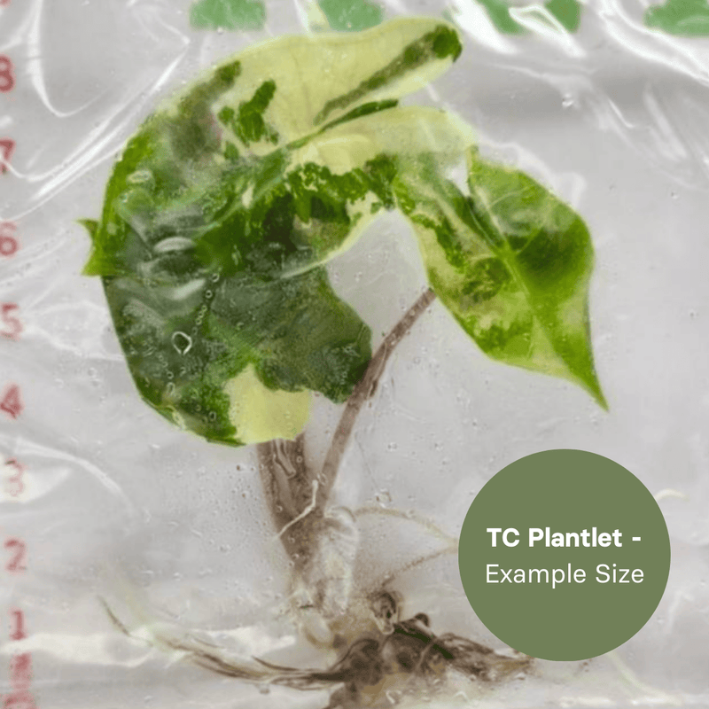 Alocasia Pseudosanderiana variegated (TC Plantlet) - Preorder Plants GrowTropicals
