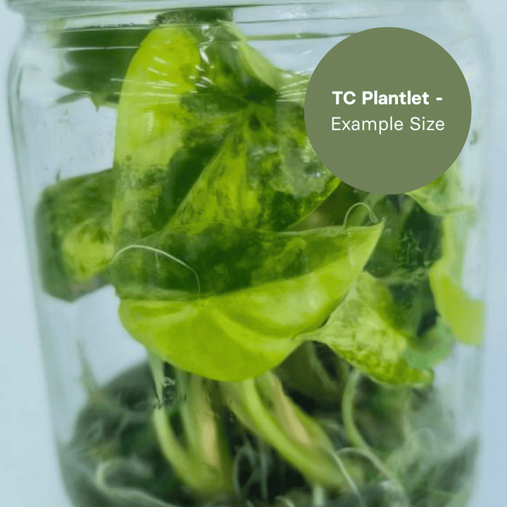 Alocasia Longiloba Aurea (TC Plantlet) - Preorder Plants GrowTropicals