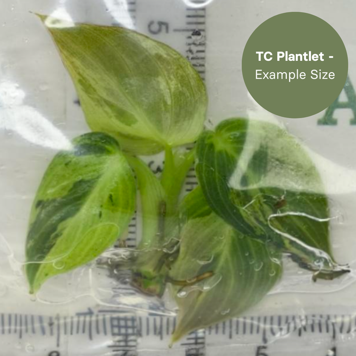 Philodenderon Melanochrystum Variegated (TC Plantlet) - Preorder Plants GrowTropicals