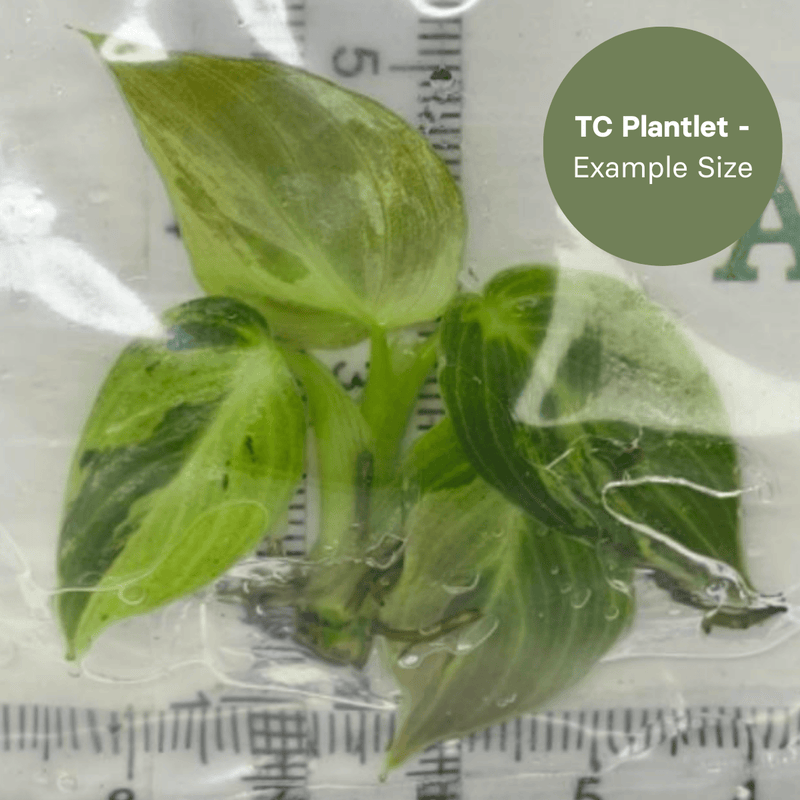 Philodenderon melanochrysum Variegated (TC Plantlet) - Preorder Plants GrowTropicals