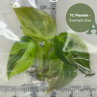Philodenderon Melanochrystum Variegated (TC Plantlet) - Preorder