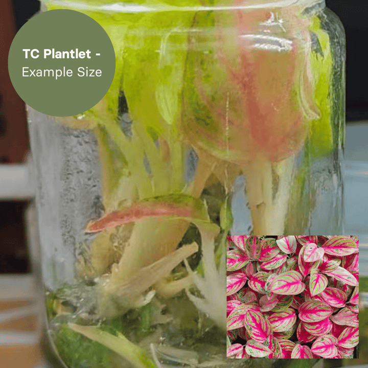 Aglaonema Silver Pink (TC Plantlet) - Preorder Plants GrowTropicals