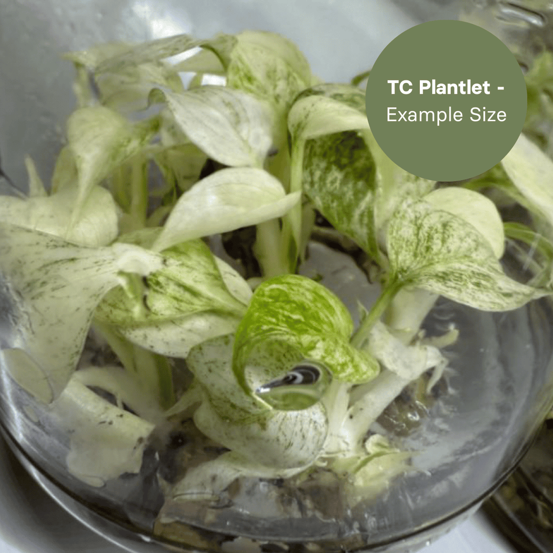 Monstera Mint Thailand (TC Plantlet) - Preorder Plants GrowTropicals