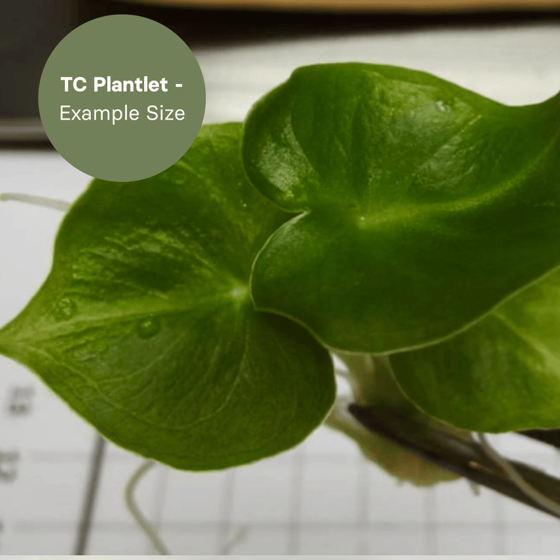 Alocasia Micholitziana London Eye (TC Plantlet) - Preorder Plants GrowTropicals