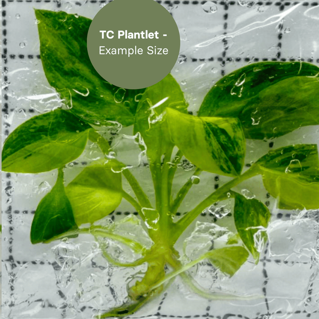 Philodendron Warscewiczii Aurea (TC Plantlet) - Preorder Plants GrowTropicals