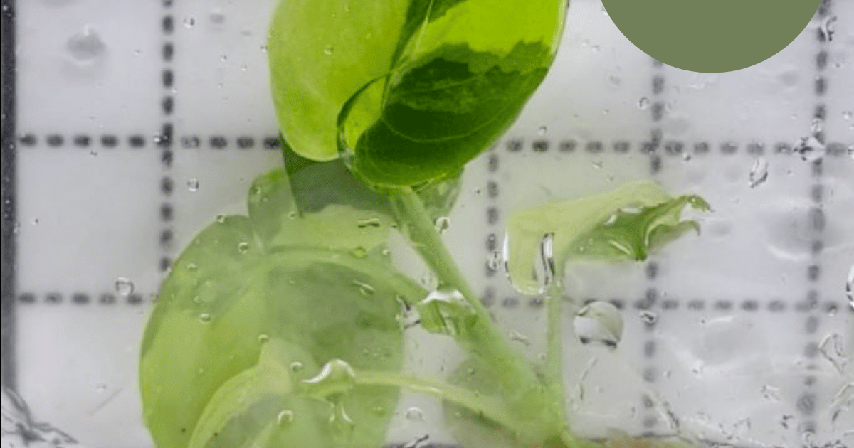 philodendron goeldii variegated Philodendron Goeldii Variegated (TC Plantlet) - Preorder | Plants