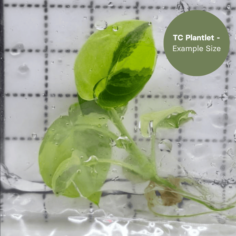 Philodendron Goeldii Variegated (TC Plantlet) - Preorder Plants GrowTropicals