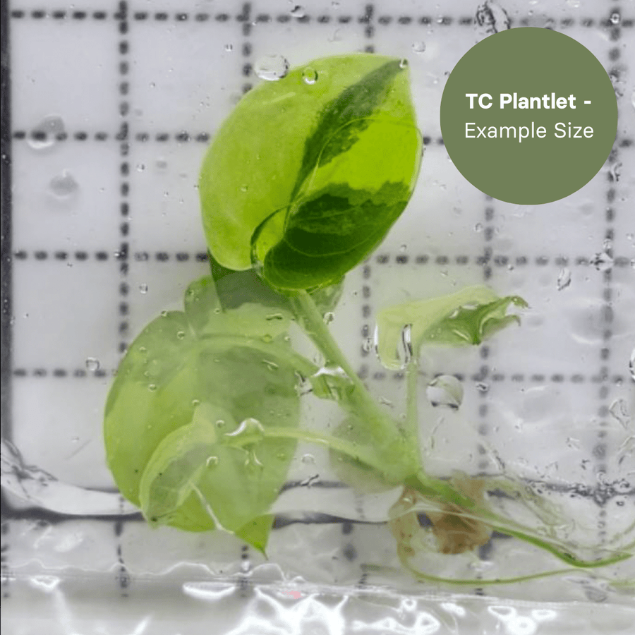 Philodendron Goeldii Variegated (TC Plantlet) - Preorder Plants GrowTropicals