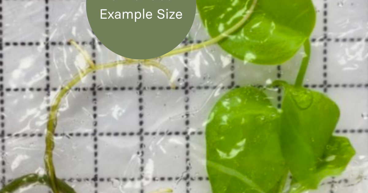 Monstera Lemon Lime (TC Plantlet) - Preorder | Plants
