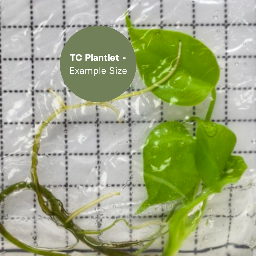 Monstera Lemon Lime (TC Plantlet) - Preorder Plants GrowTropicals