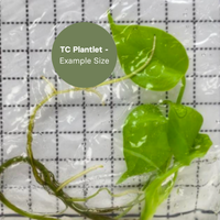 Monstera Lemon Lime (TC Plantlet) - Preorder