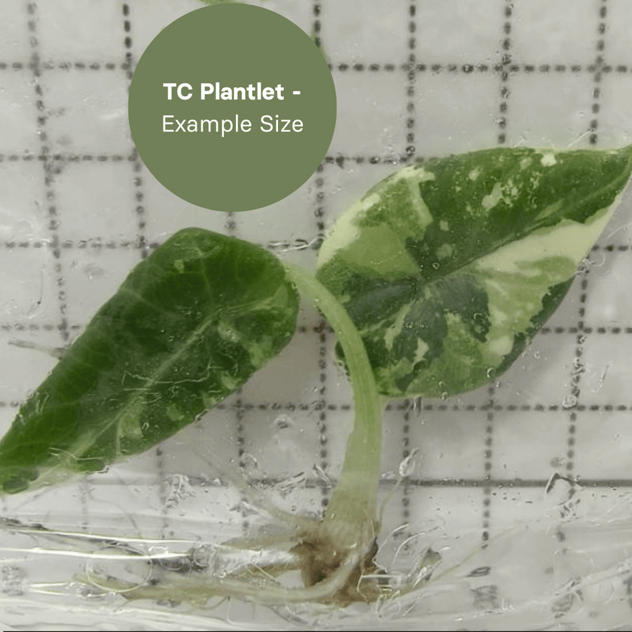 Alocasia Maharani Albo (TC Plantlet) - Preorder Plants GrowTropicals