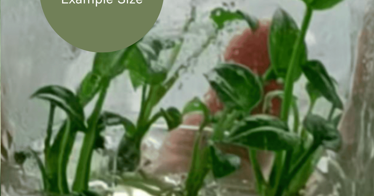 anthurium reflexinervium for sale Anthurium Reflexinervium (TC Plantlet) - Preorder | Plants