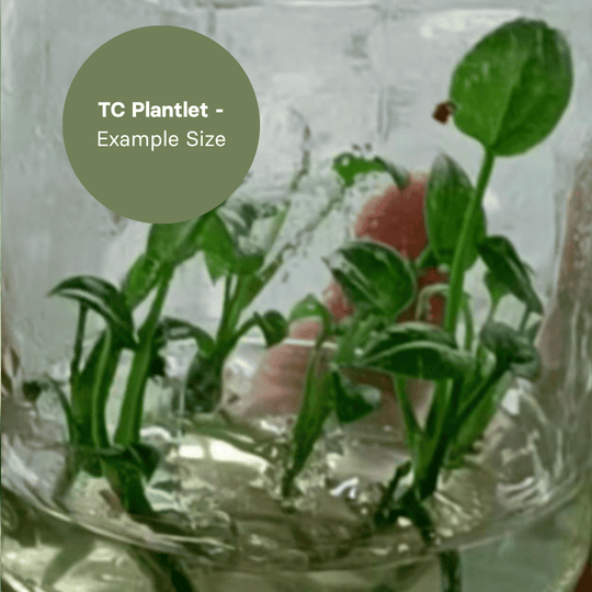 Anthurium Reflexinervium (TC Plantlet) - Preorder Plants GrowTropicals