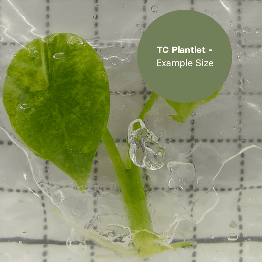 Alocasia Aegis Variegated (TC Plantlet) - Preorder Plants GrowTropicals