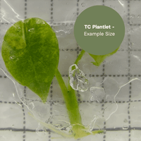 Alocasia Aegis Variegated (TC Plantlet) - Preorder