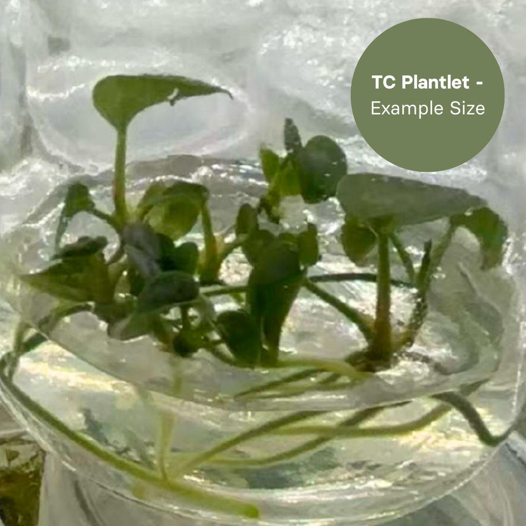 Anthurium Dressleri x Papi FS (TC Plantlet) - Preorder Plants GrowTropicals