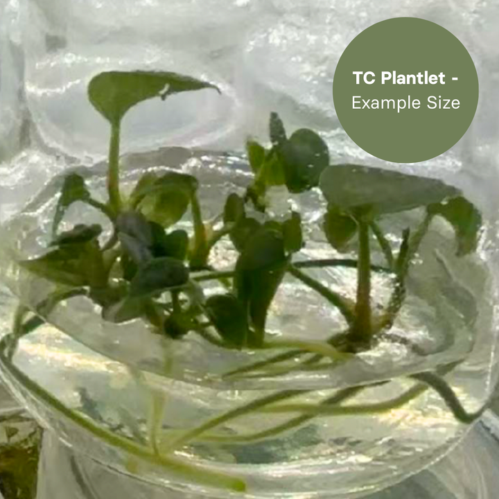 Anthurium Dressleri x Papi FS (TC Plantlet) - Preorder Plants GrowTropicals