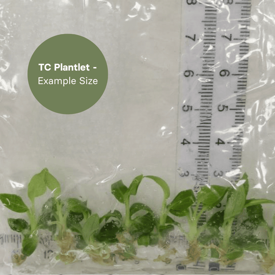 Philodendron Splendid (TC Plantlet) - Preorder Plants GrowTropicals