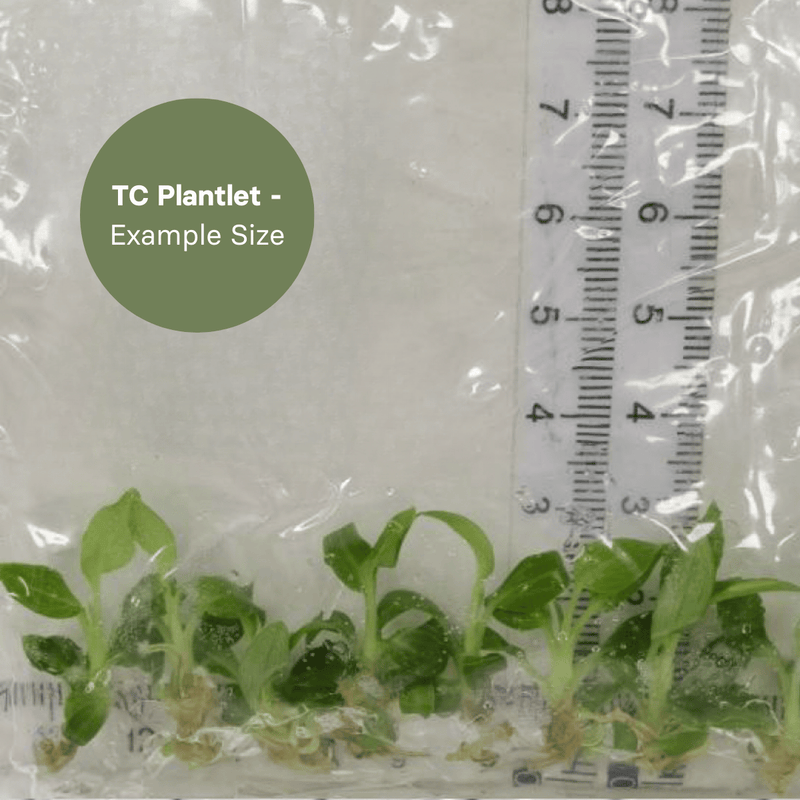 Philodendron Splendid (TC Plantlet) - Preorder Plants GrowTropicals