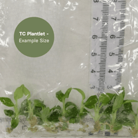 Philodendron Splendid (TC Plantlet) - Preorder