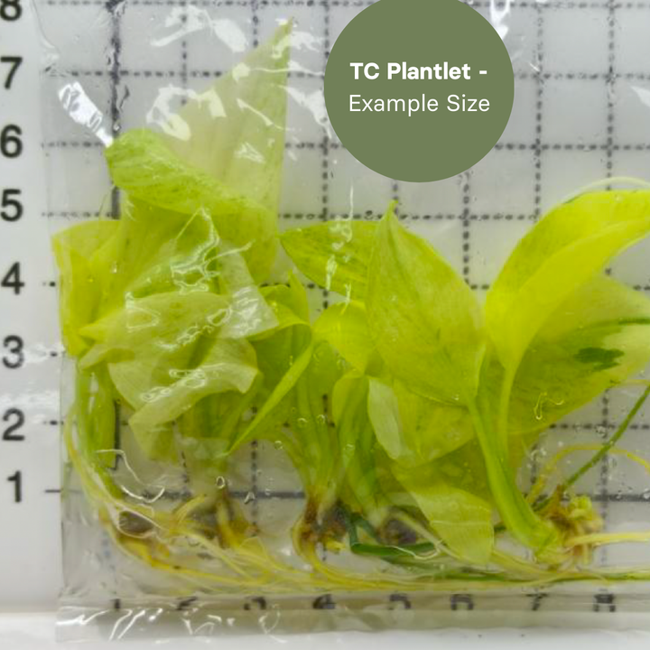 Homalomena Sulcata Cream (TC Plantlet) - Preorder Plants GrowTropicals