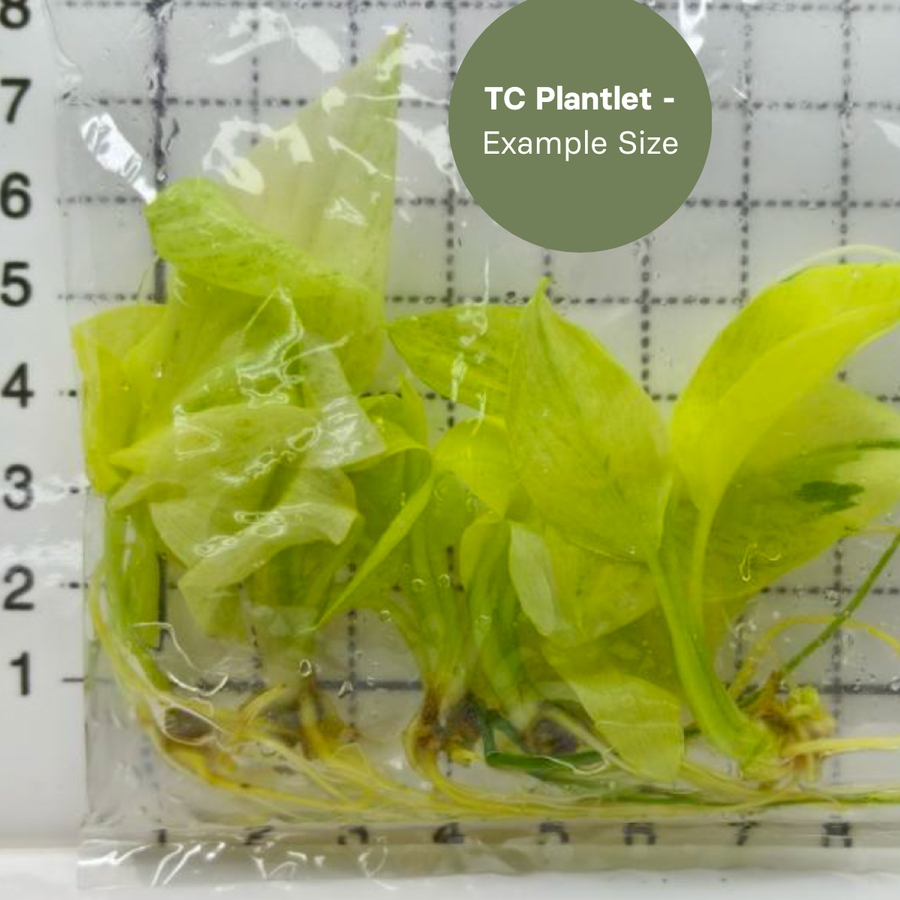 Homalomena Sulcata Cream (TC Plantlet) - Preorder Plants GrowTropicals