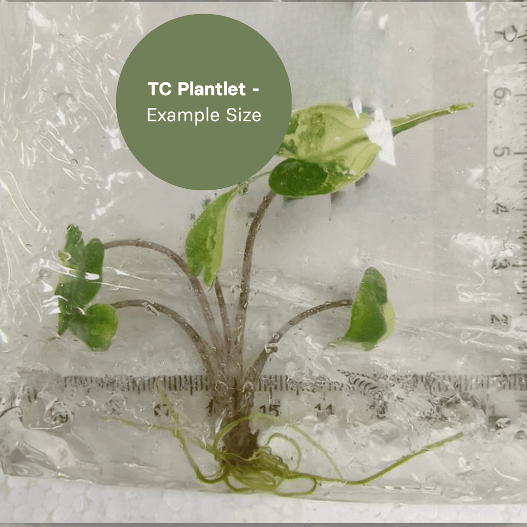 Alocasia Stingray Variegated (TC Plantlet) - Preorder Plants GrowTropicals