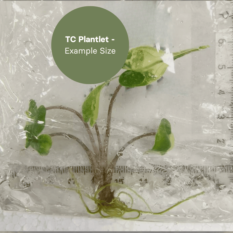 Alocasia Stingray Variegated (TC Plantlet) - Preorder Plants GrowTropicals