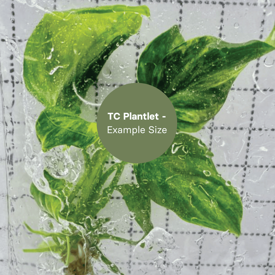 Homalomena Rubescens Aureum (TC Plantlet) - Preorder Plants GrowTropicals