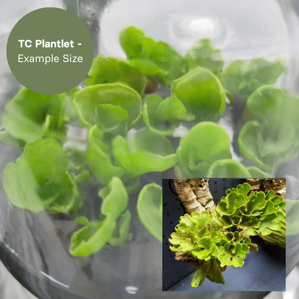 メルカリ便！P.ridleyi dwarf silver 5031 Platycerium Ridleyi Dwarf Silvery (TC Plantlet) - Preorder