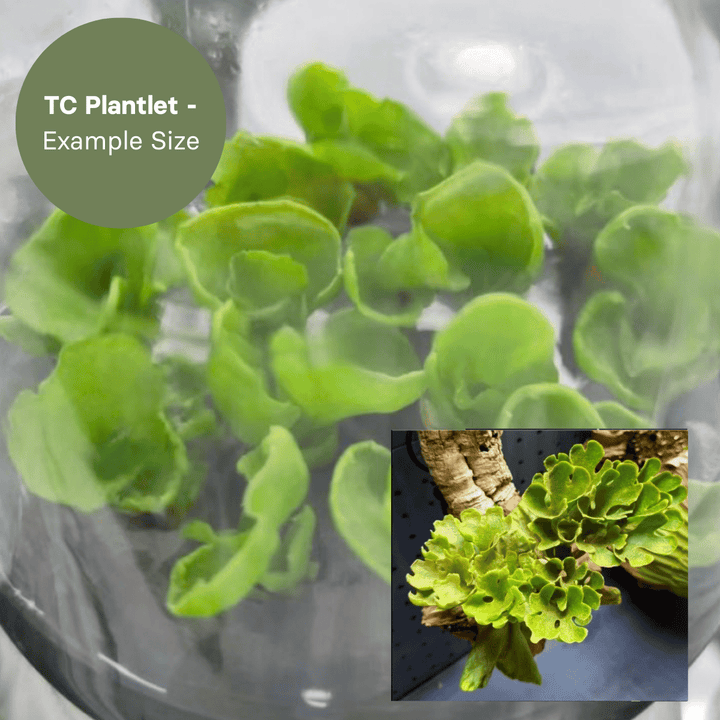 Platycerium Ridleyi Dwarf Silvery (TC Plantlet) - Preorder Plants GrowTropicals